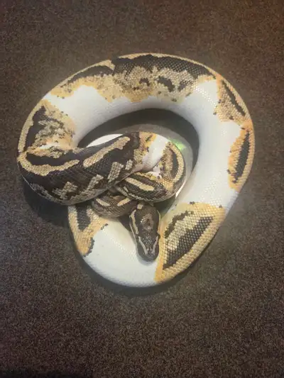 ball python and enclosure, View more