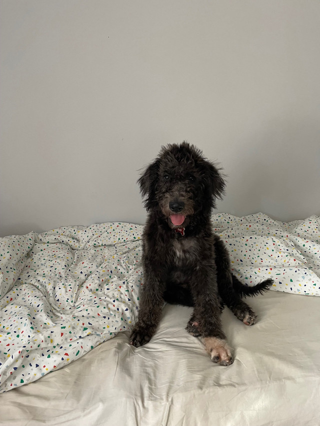 Labradoodle/10month old /boy in Dogs & Puppies for Rehoming in Dartmouth - Image 3