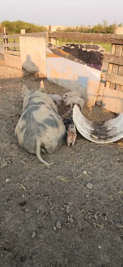 weaner piglets $150, View more