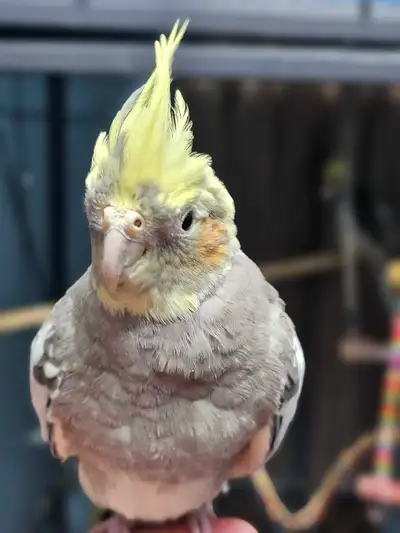 2 Tamed Cockatiels birds!, View more