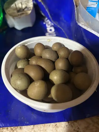Button Quail Eggs, View more