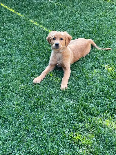 K9 Zane Puppy Litter Obedience Instructor (read description), View more