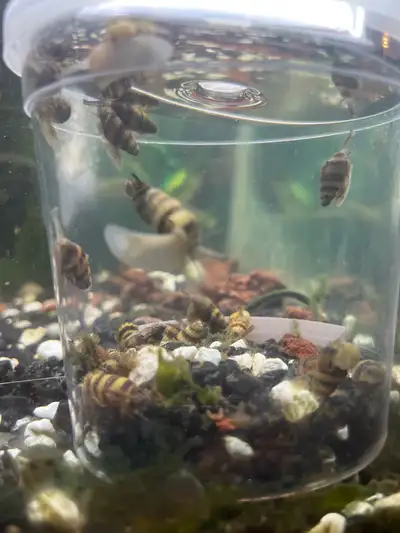 Assassin snails for sale Enhance your aquarium’s health with these natural pest controllers. Get the...