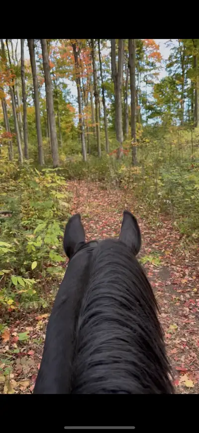 Horseback trail riding, View more