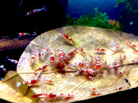 Red Caridina Shrimp - Mixed Package