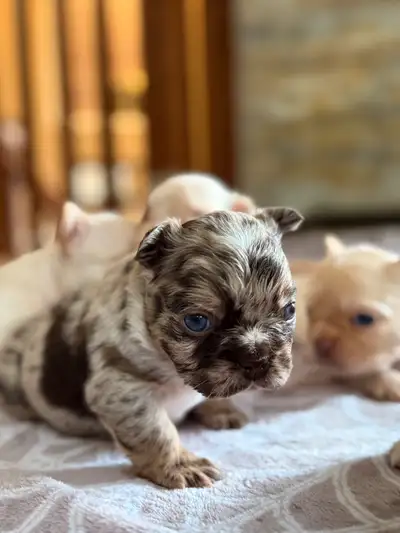 Hailstorm frenchies has a beautiful litter of fluffy babies, 4 girls and 1 boy, call or text for mor...
