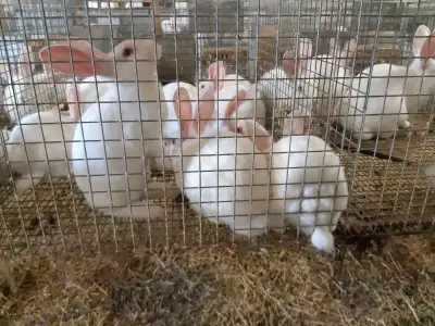 Purebred new Zealand rabbits for sale males and females all sizes and always available . Larger orde...