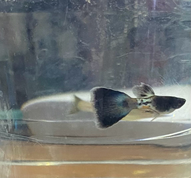 Blue metal snakeskin guppies in Fish for Rehoming in Ottawa