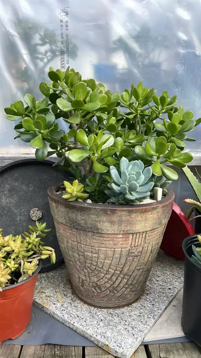 Money Tree Jade Bonsai FROM $10. Call/txt 416-830-5899 to pickup, located in Streetsville
