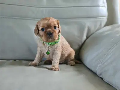 Beautifull king charles cavalier - last male left, View more
