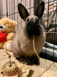 URGENT! Foster Homes Needed For Rabbits