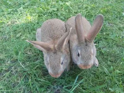 We are selling purebred New Zealand bunnies. They are handled regularly and are friendly. They can m...