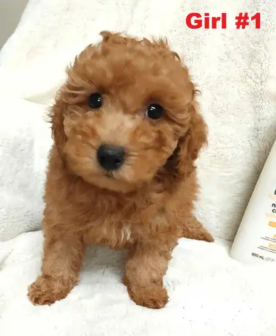 Adorable red toy/mini poodle girls. Nonshedding. hypoallergenic, View more