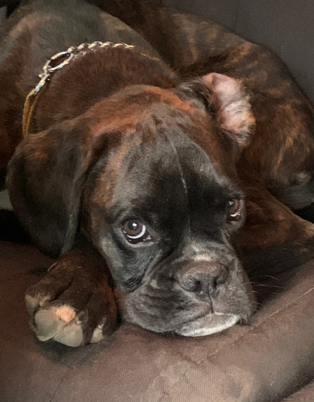 Missing Boxer in Lost & Found in Thunder Bay