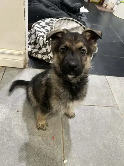 Chiot berger allemand80% labrador 20%, View more