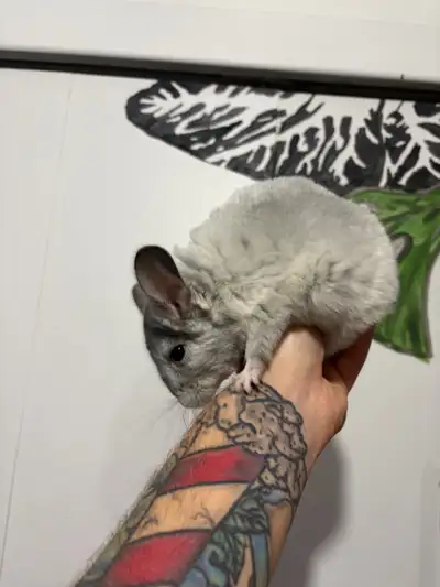 bébé chinchilla mâle , View more