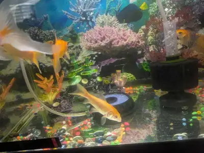 5 big beautiful goldfish, View more