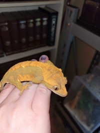 Geckos for rehoming 