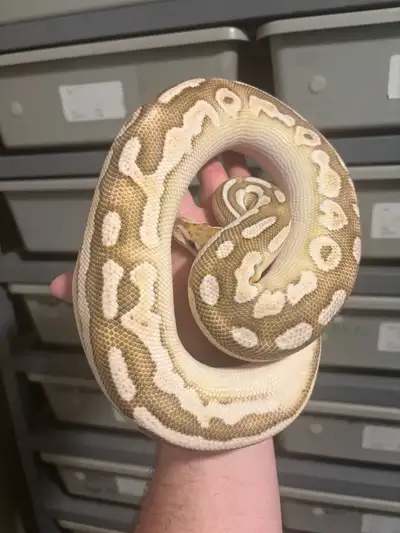 pastel lesser orange dream cinnamon het clown , View more