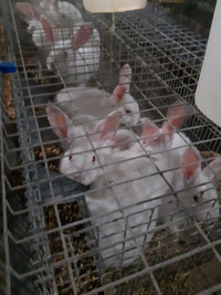 Purebred new Zealand rabbits all sizes all the time
