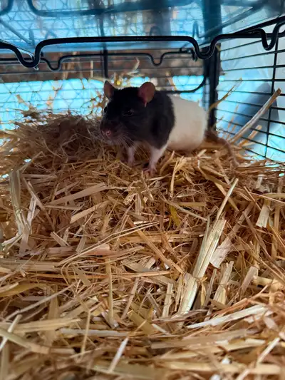 Rats for free. Both males. They are potty trained. Very friendly, View more