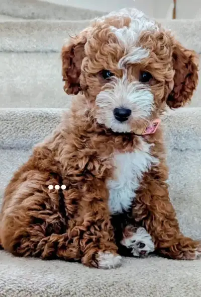 Toy/Mini F1b Cockapoo's - Just in time for Christmas Morning!, View more