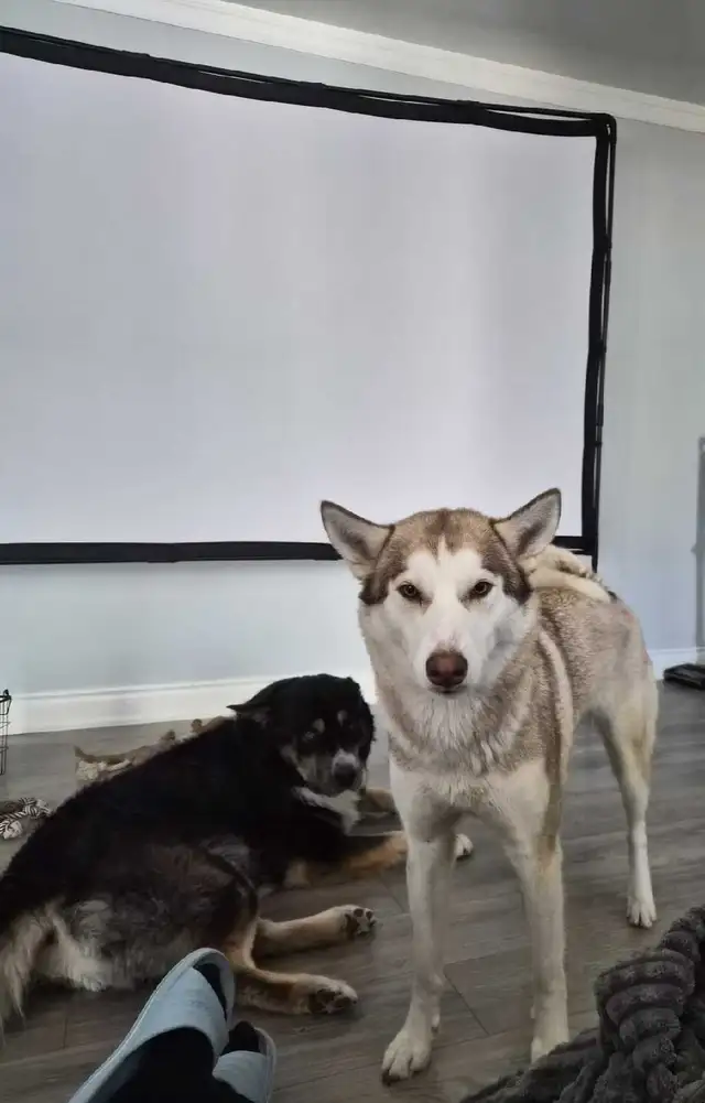 Husky Bernese/Shepherd Puppies in Dogs & Puppies for Rehoming in City of Toronto - Image 11