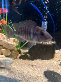 Female cichlids 