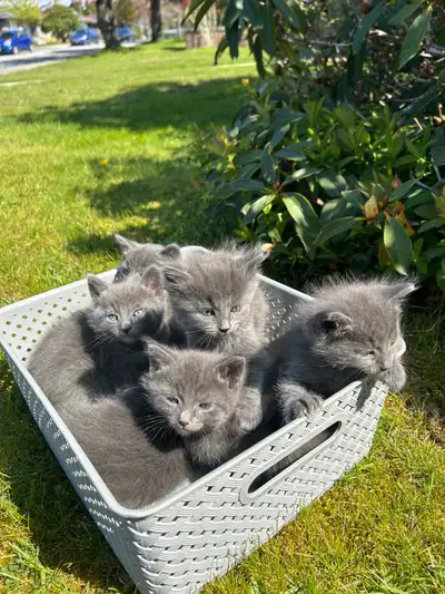 Hypoallergenic Family Raised Russian Blue Kittens, View more