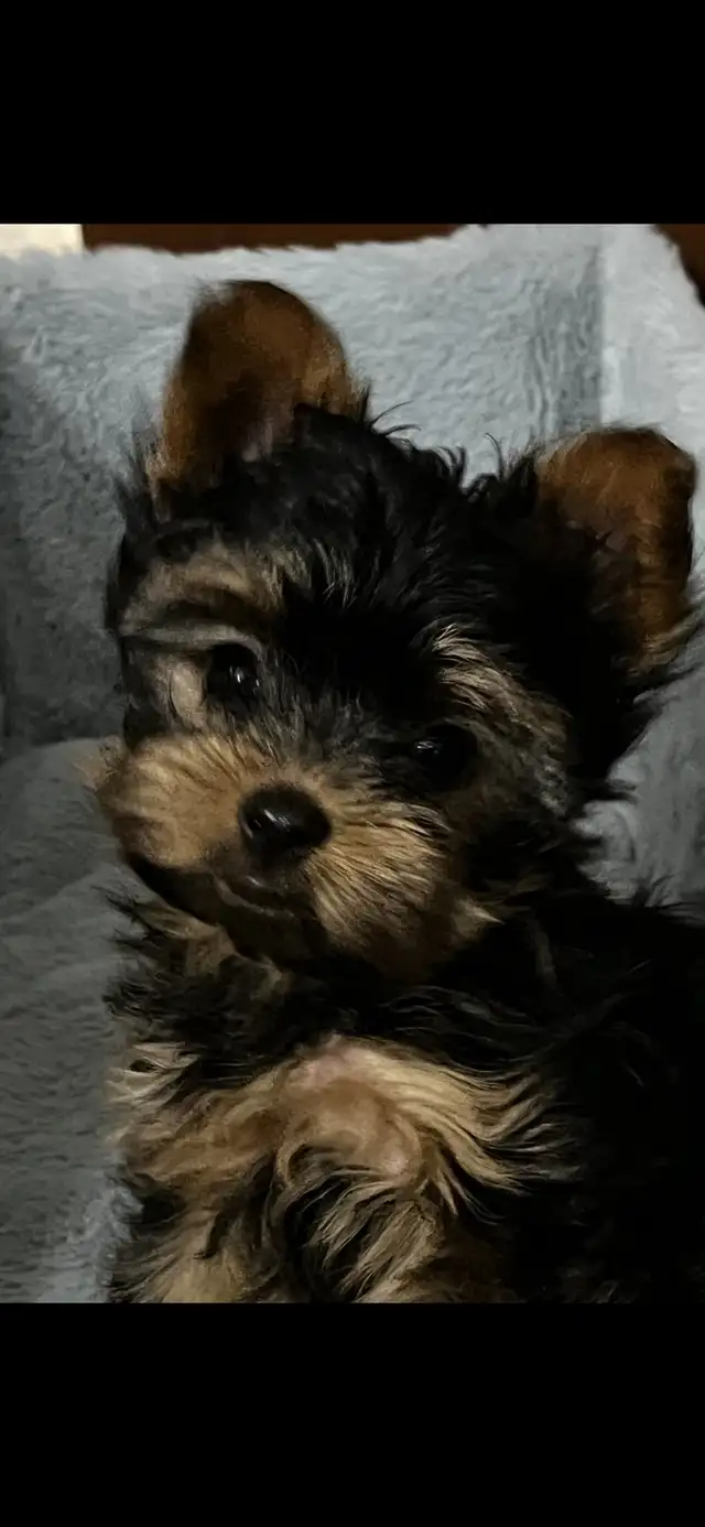 NORTHERN YORKIE PUPPIES  NEW YEAR BABIES in Dogs & Puppies for Rehoming in City of Toronto - Image 11