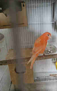 Female canary 