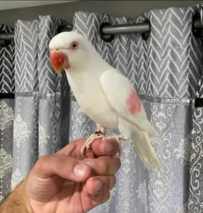 For Sale: 2024 banded Albino Indian Ringneck, young and healthy. I don’t know if it’s a male or fema...