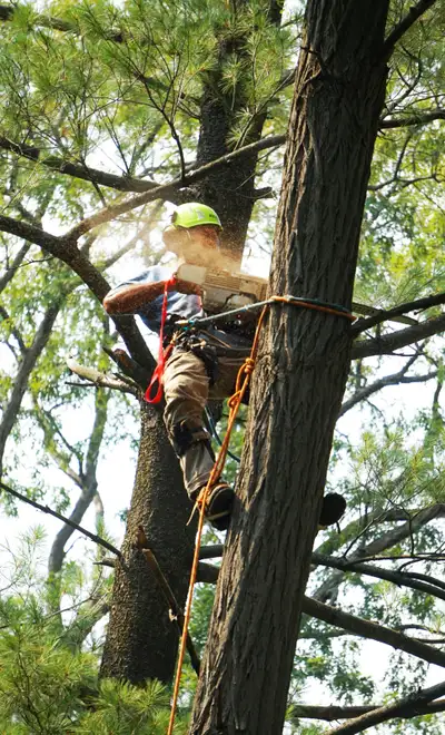 Looking for a reliable, affordable arborist near you? At Calgary Tree Care, we provide professional,...