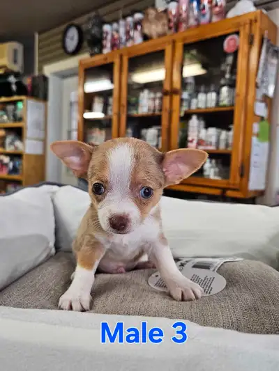 Chihuahua, View more