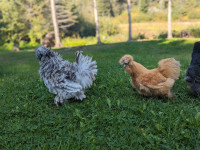 Frizzle silkie rooster for sale to a good home