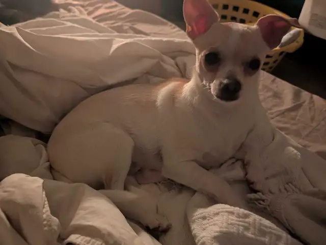 Chihuahua mâle in Dogs & Puppies for Rehoming in Drummondville - Image 3