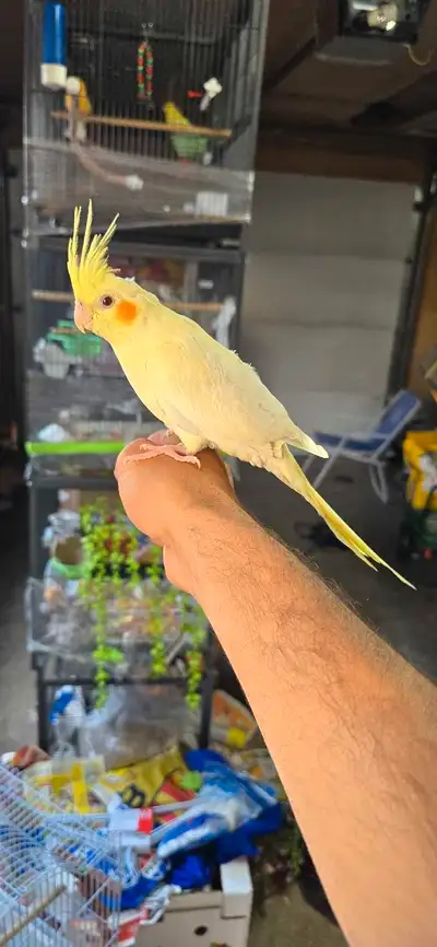 baby cocktails bird, View more