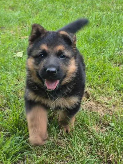 German Shepherd Puppy (King Shepherd), View more