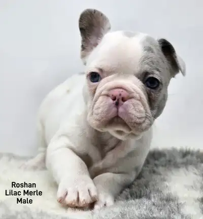 French Bulldog Puppies “CKC Registered” We take pride in our precious babies, excellent quality pupp...