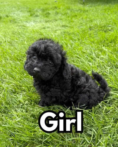 Miniature Toy Poodle, View more