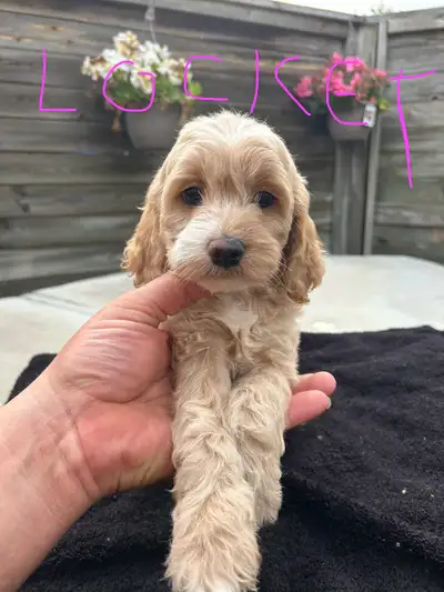 beautiful cockapoo puppies ready for forever homes, View more