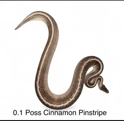 Ppu - Free Female Ball Python, View more