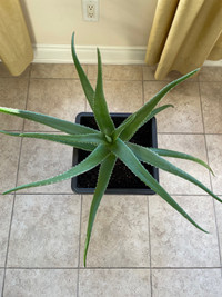 Aloe  Plant