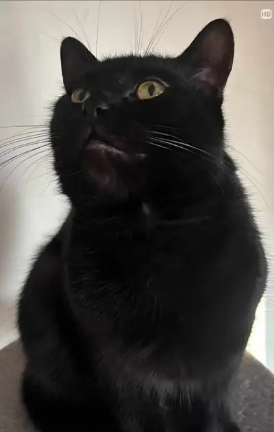 Chat(s) male a vendre, View more