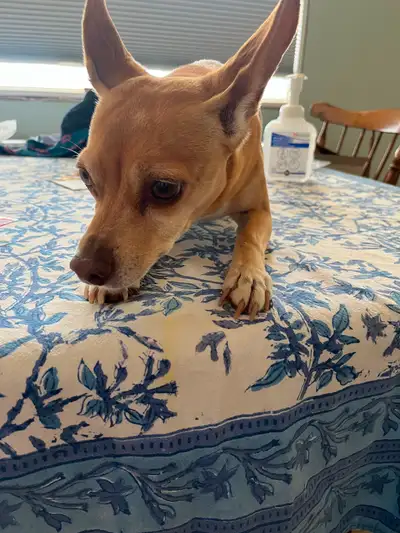 Chihuahua (Chiweenie) to a Good Home, View more
