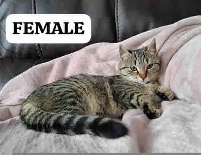 Loving Cats, View more