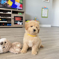 Stunning non-shedding hypoallergenic Bichon Toy Poodle puppies