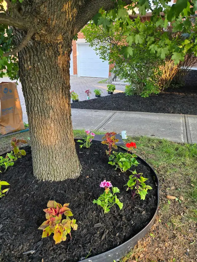aeration dethatching/power raking instant pricing garden cleanup in Lawn, Tree Maintenance & Eavestrough in Mississauga / Peel Region - Image 10