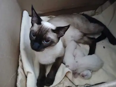 Purebred Siamese Kittens! Cutest Ever! , View more