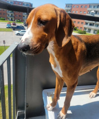 Kleo. Young Dog (F), Foxhound. Seeking New Home And Active Life
